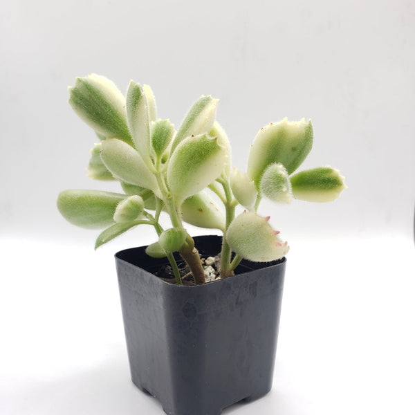 bear paw succulent seeds 80 Bear Paws Variegated