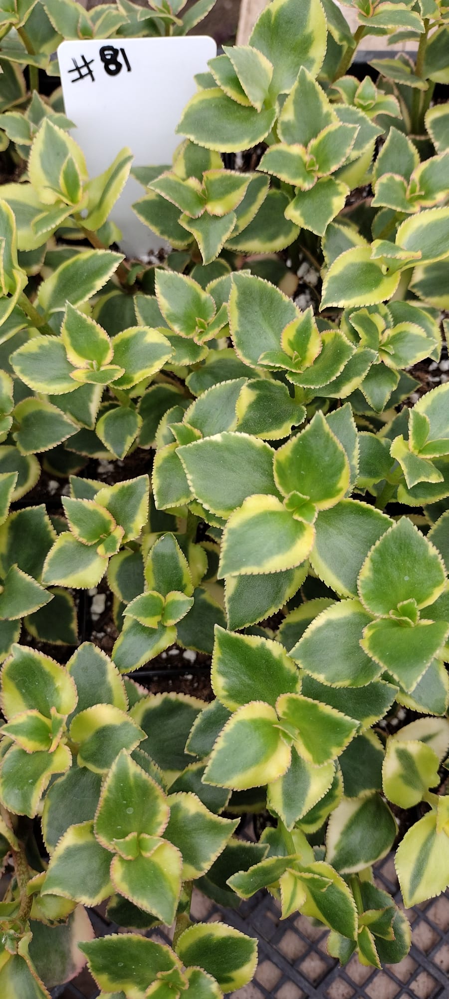 seethamma vari jada plant 81 Crassula Sarmentosa "Comet"