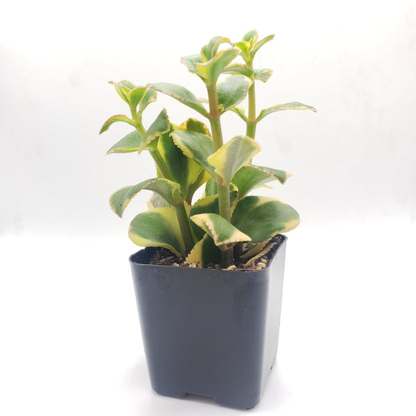 seethamma jada plant Plants-The Succulent Source #81 Crassula Sarmentosa "Comet"