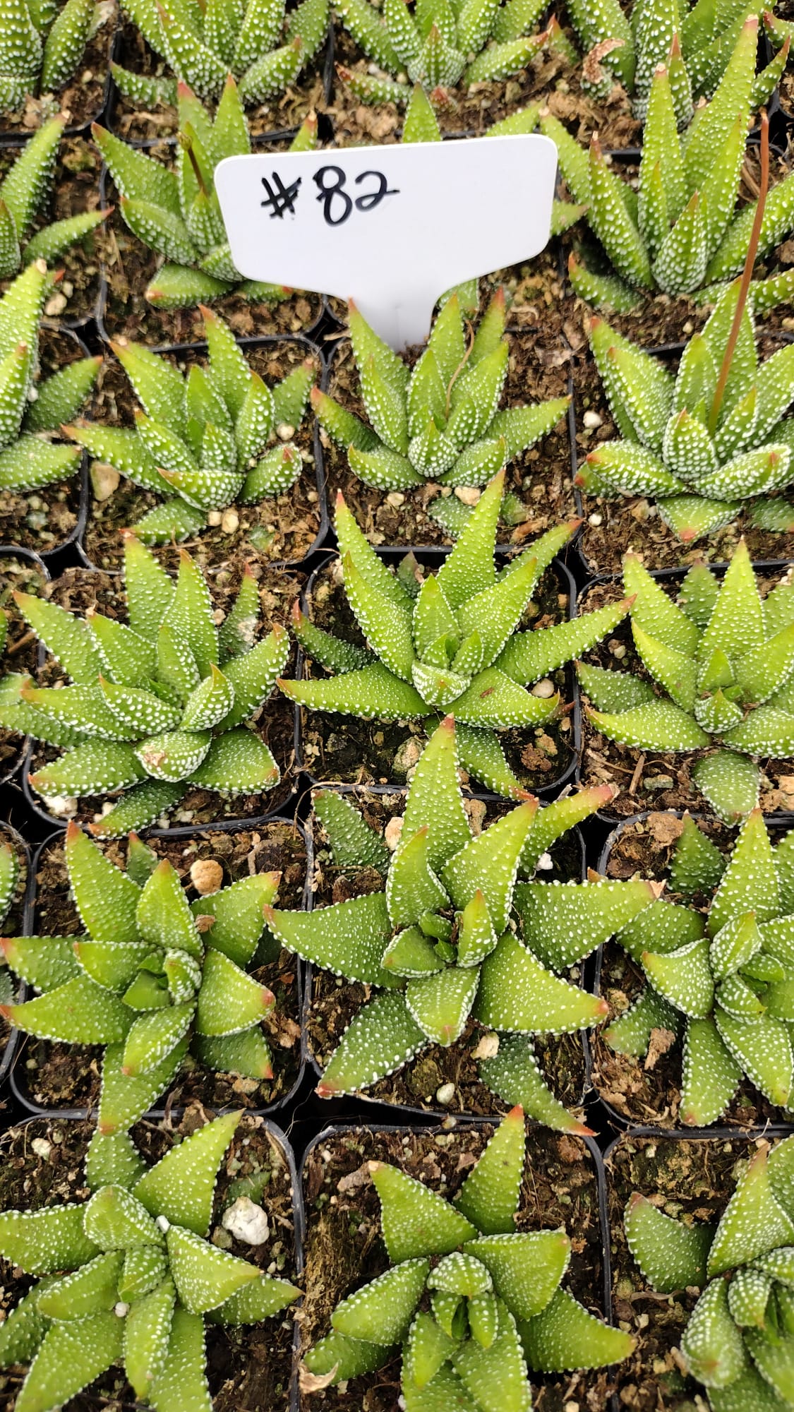 #82 Hawothia Concolor-Plants-The Succulent Source