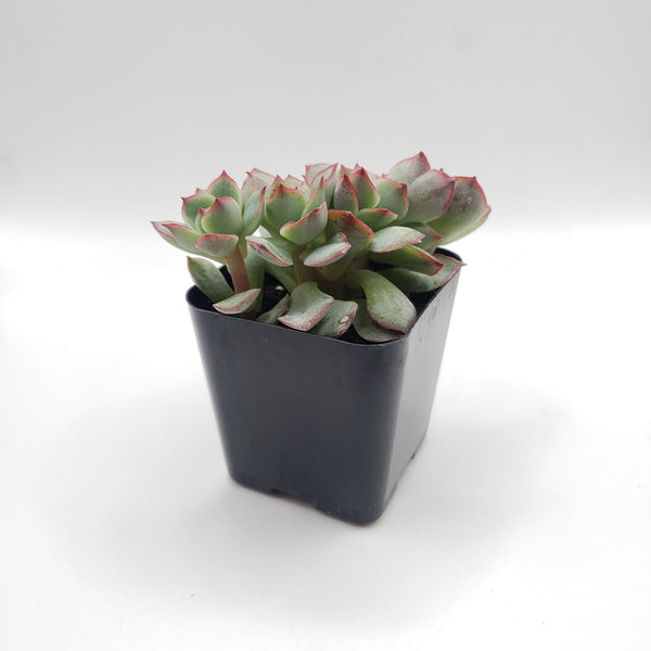 painted lady succulent care #85 Painted Lady Hybrid