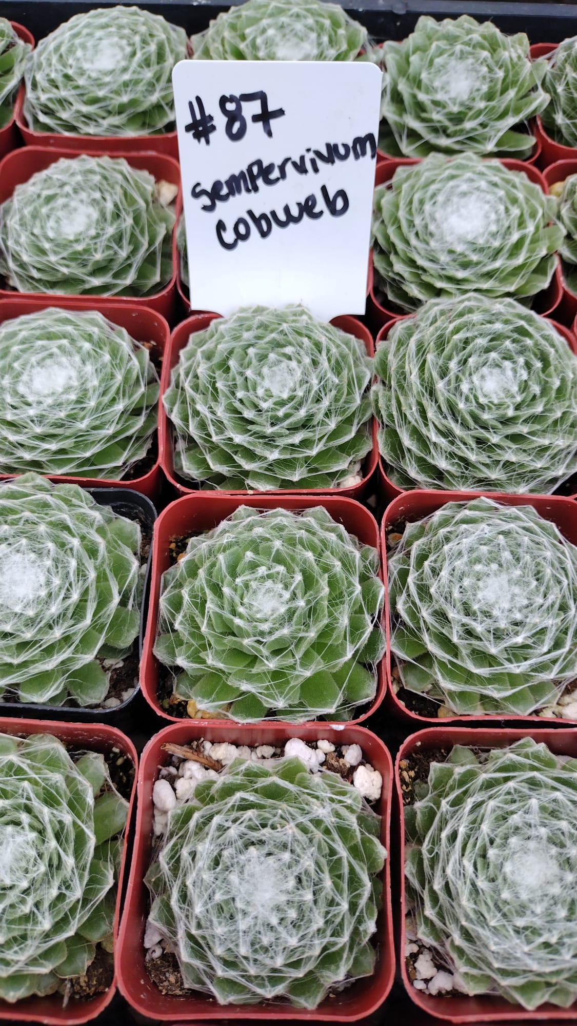#87 Cobweb Sempervivum Arachnoideum-Succulent - Small - Exact 2in Type-The Succulent Source