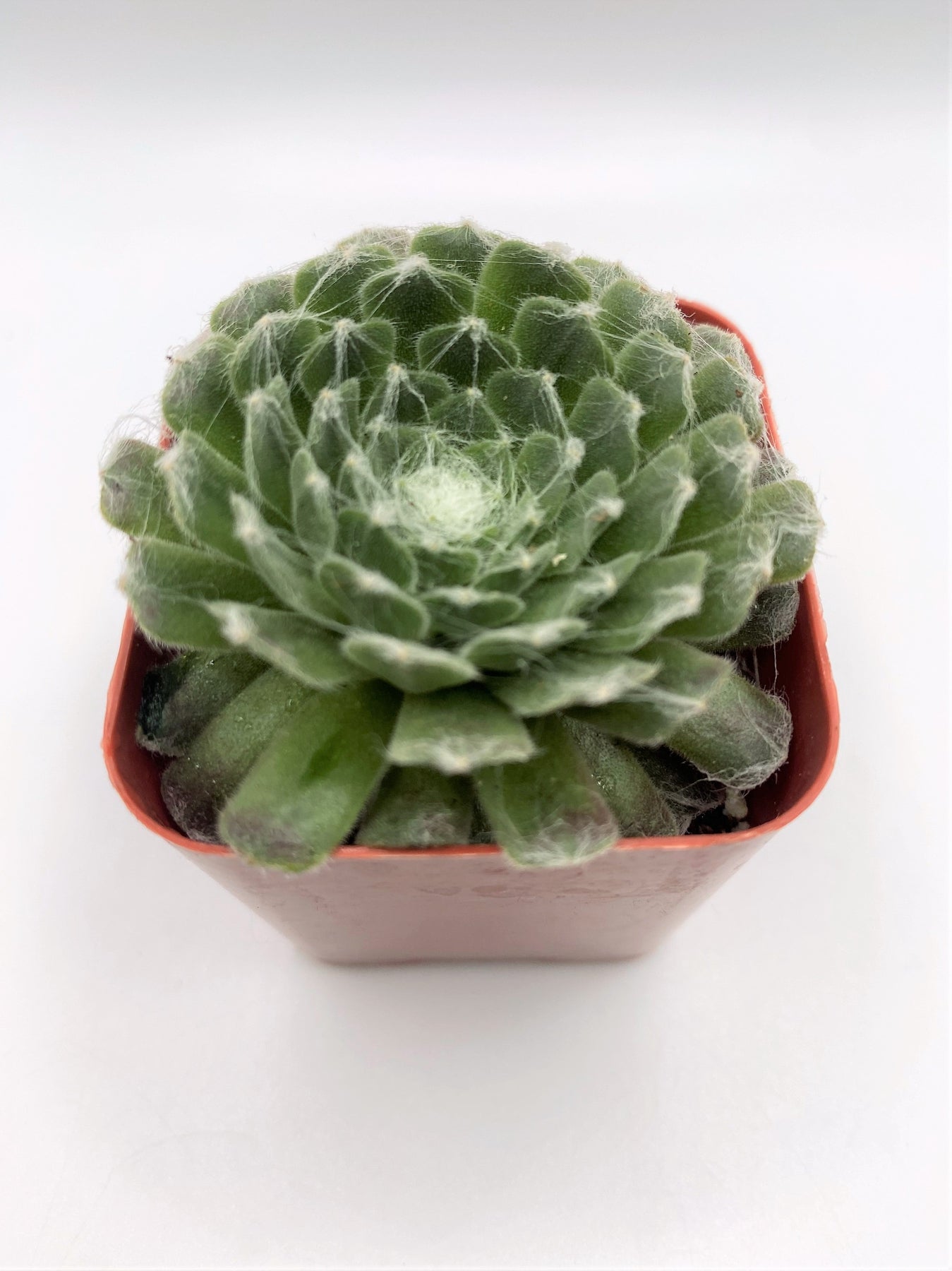 #87 Cobweb Sempervivum Arachnoideum-Succulent - Small - Exact 2in Type-The Succulent Source