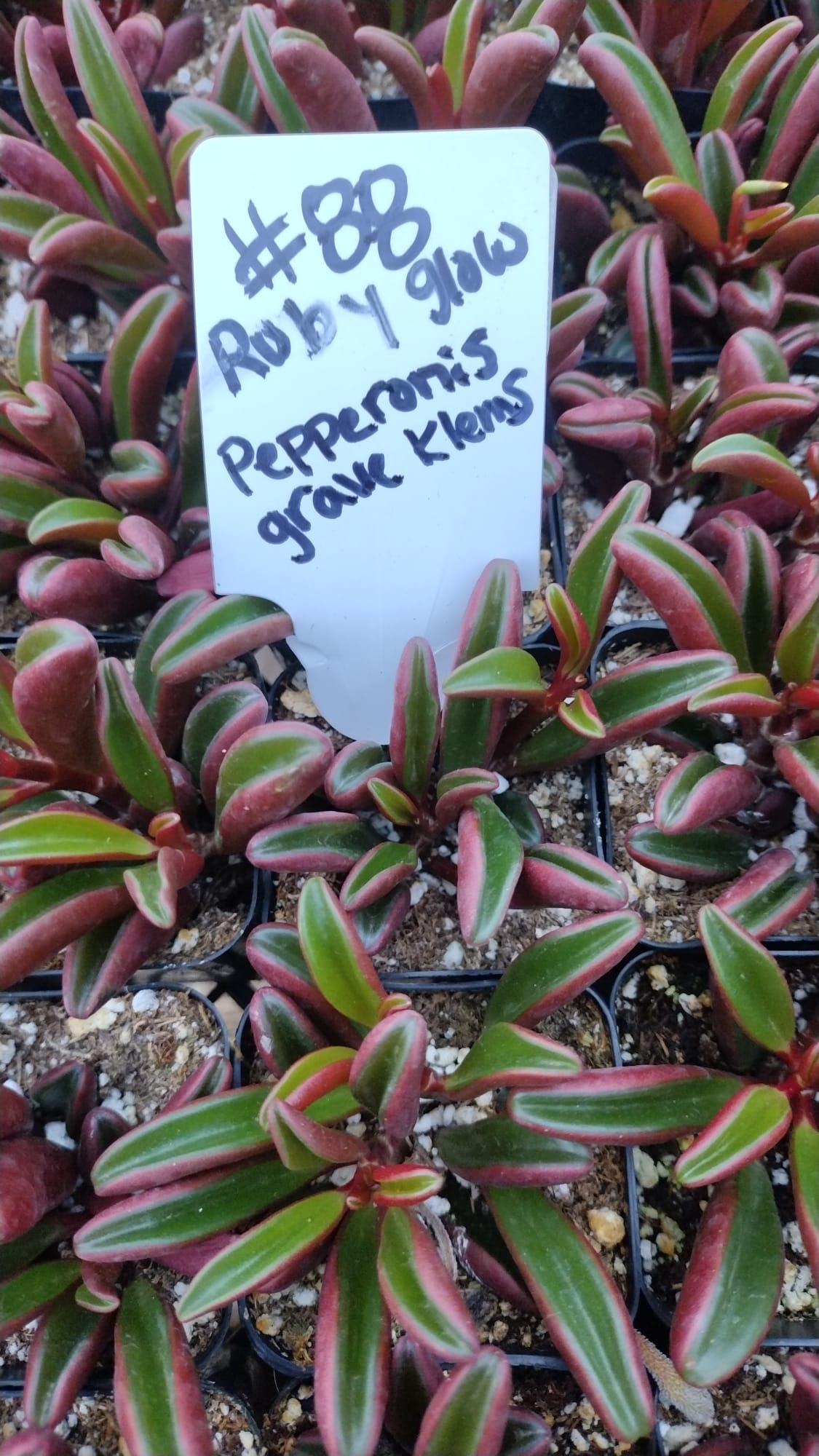 #88 Ruby Glow-Succulent - Small - Exact 2in Type-The Succulent Source