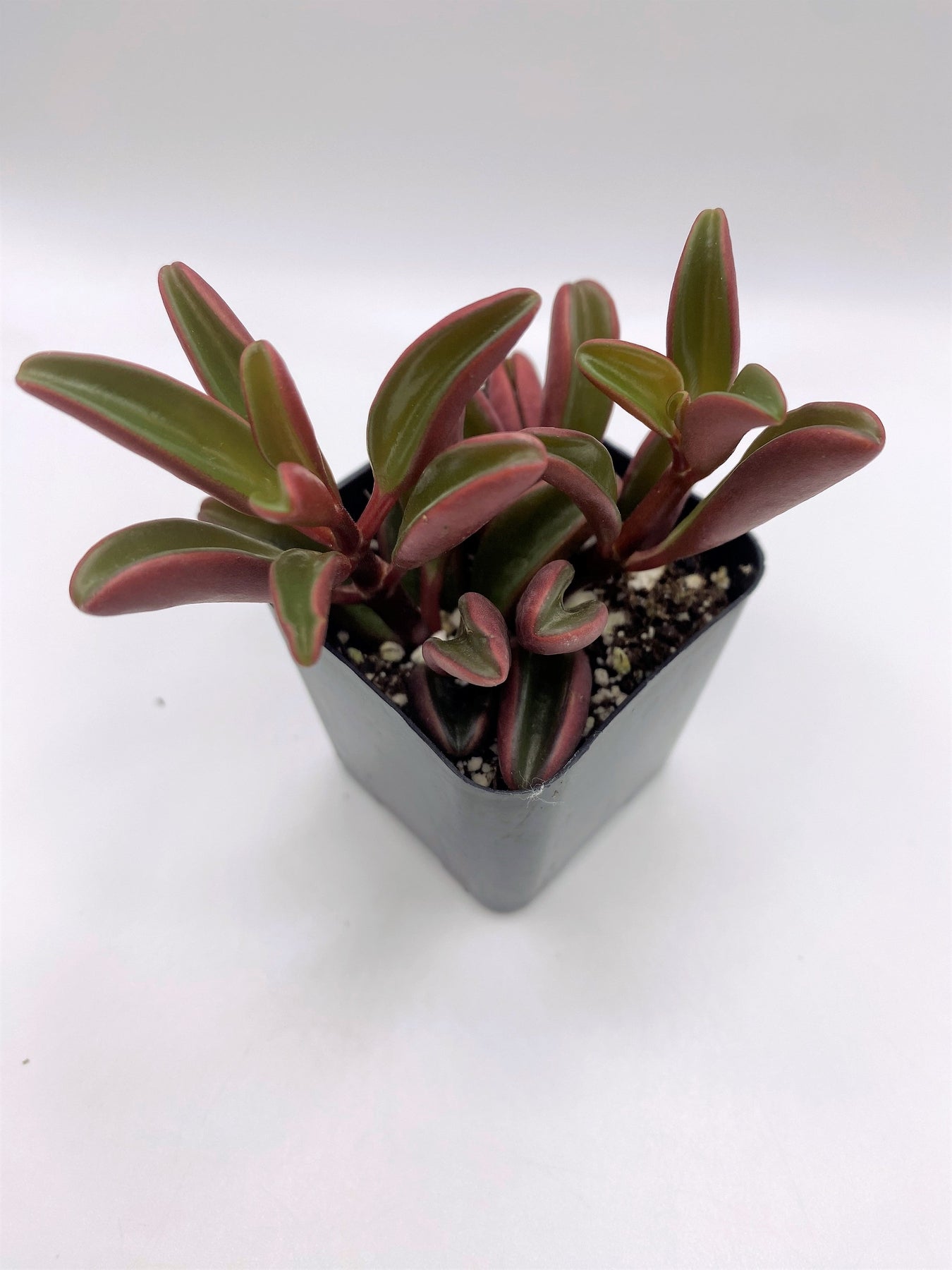 #88 Ruby Glow-Succulent - Small - Exact 2in Type-The Succulent Source