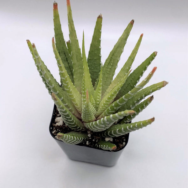 #89 Variegated Haworthia Zebra