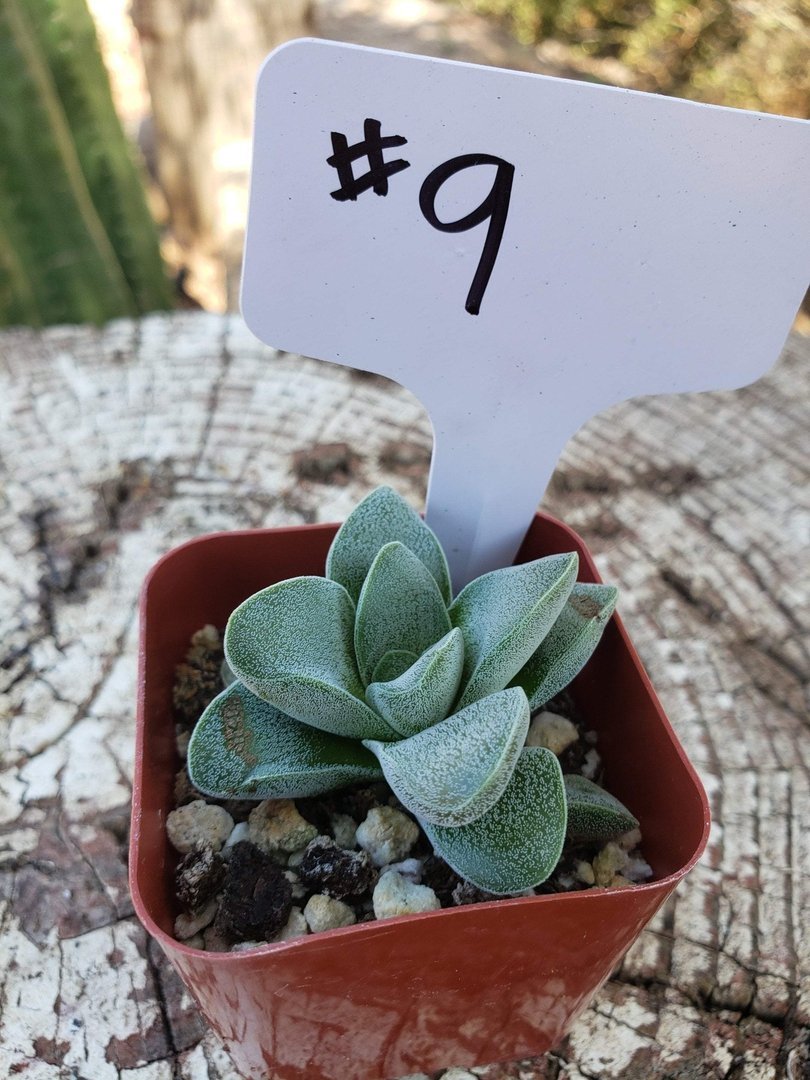 silver springtime succulent #9 Crassula Morgan's Beauty