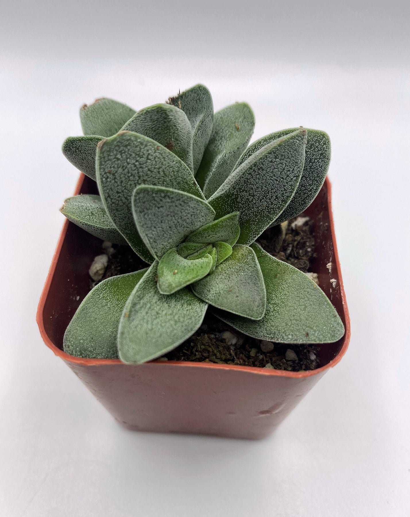 #9 Crassula Morgan's Beauty-Succulent - Small - Exact 2in Type-The Succulent Source