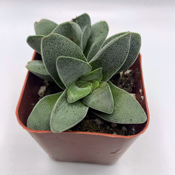 morgan's beauty succulent #9 Crassula Morgan's Beauty