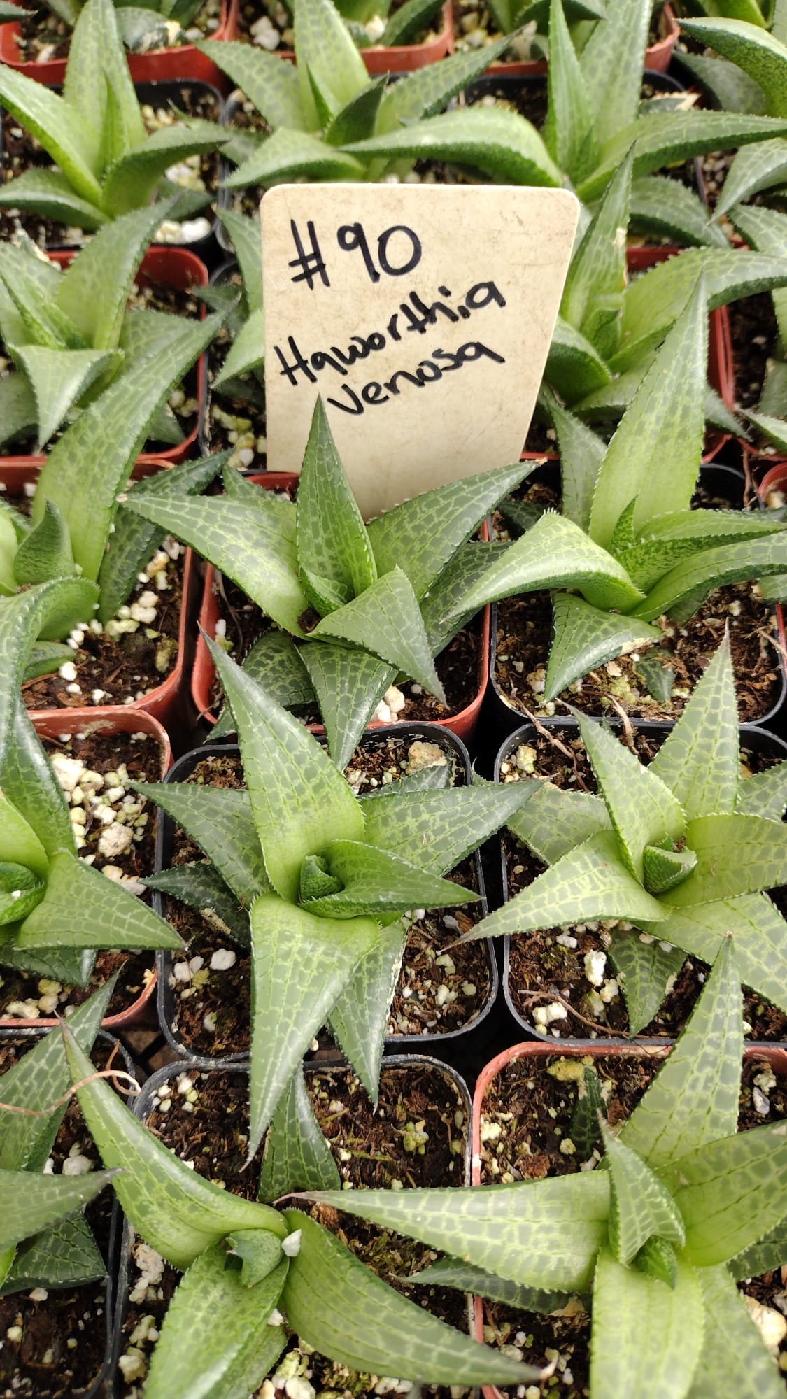 #90 Haworthia Venosa-Succulent - Small - Exact 2in Type-The Succulent Source
