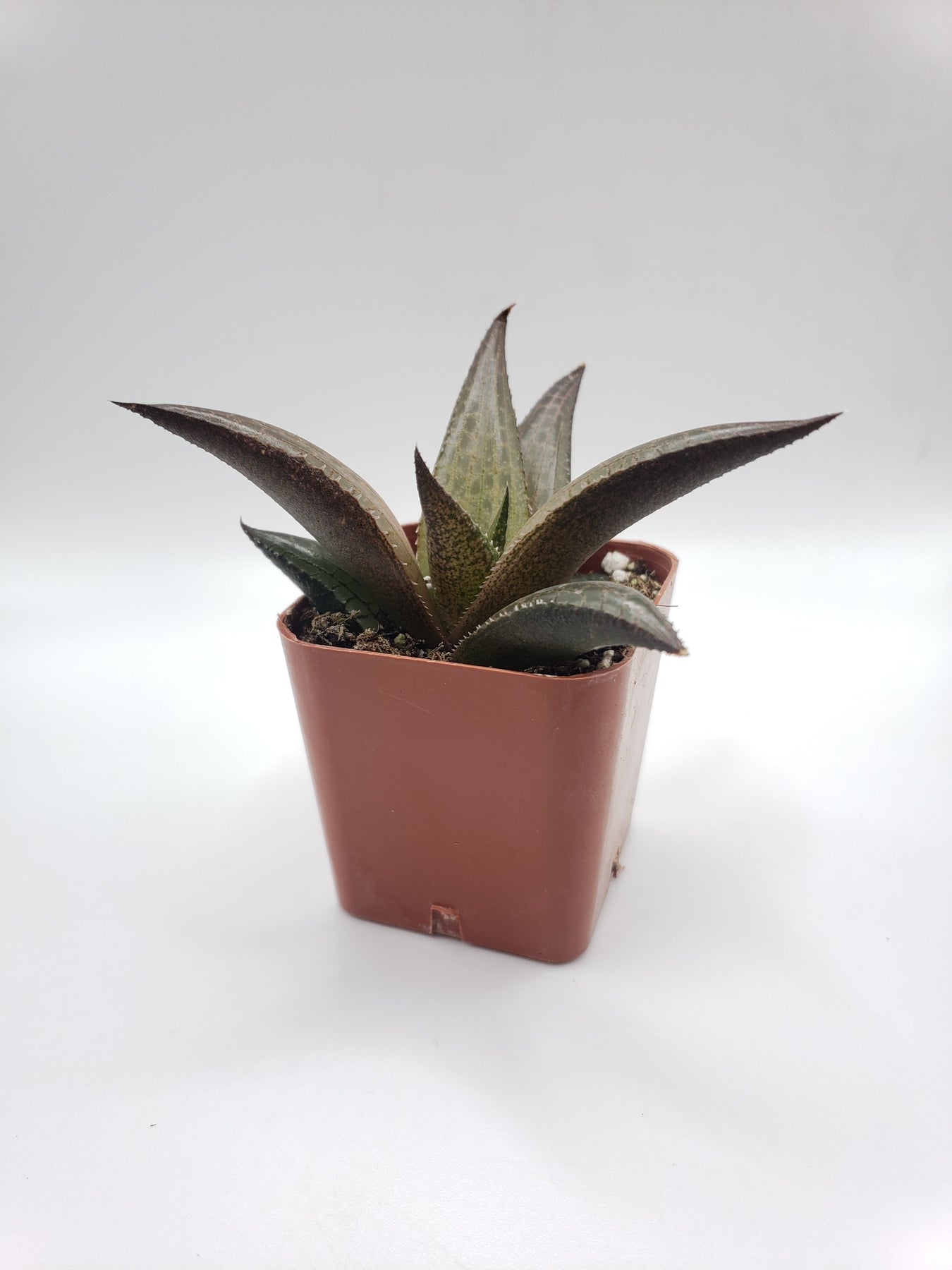 #90 Haworthia Venosa-Succulent - Small - Exact 2in Type-The Succulent Source