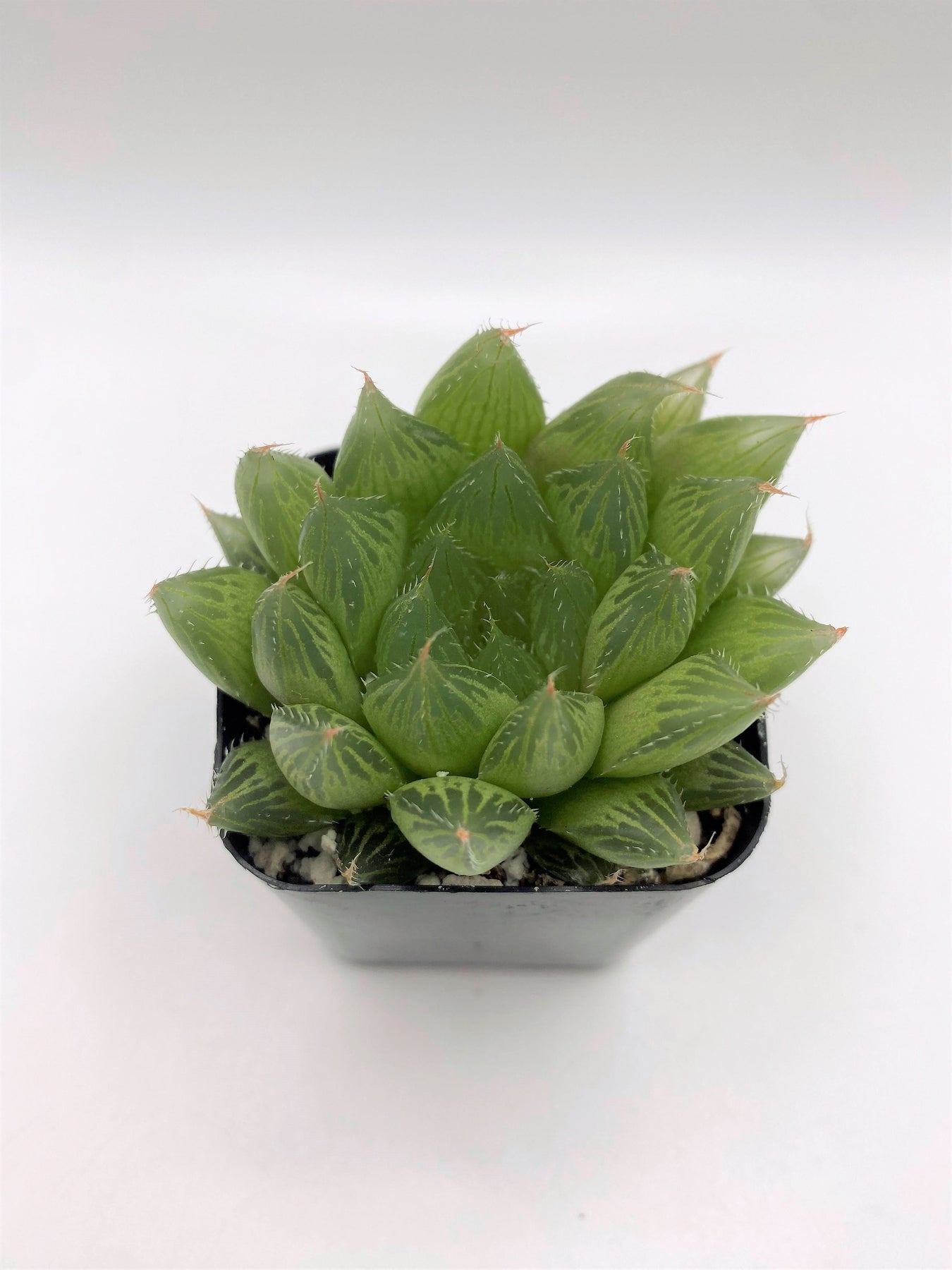 #92 Haworthia-Succulent - Small - Exact 2in Type-The Succulent Source