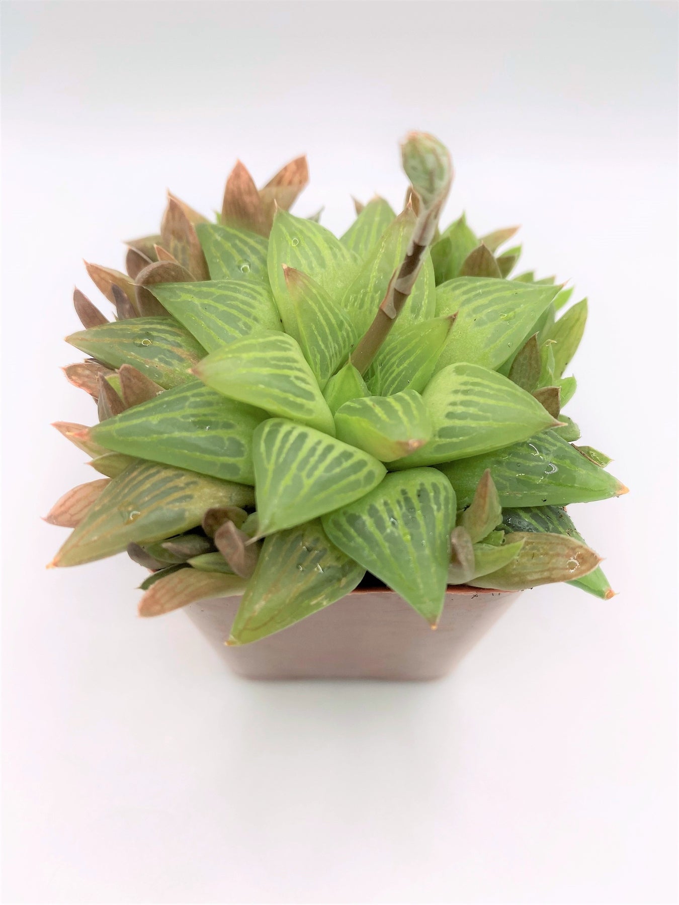 #94 Haworthia-Succulent - Small - Exact 2in Type-The Succulent Source