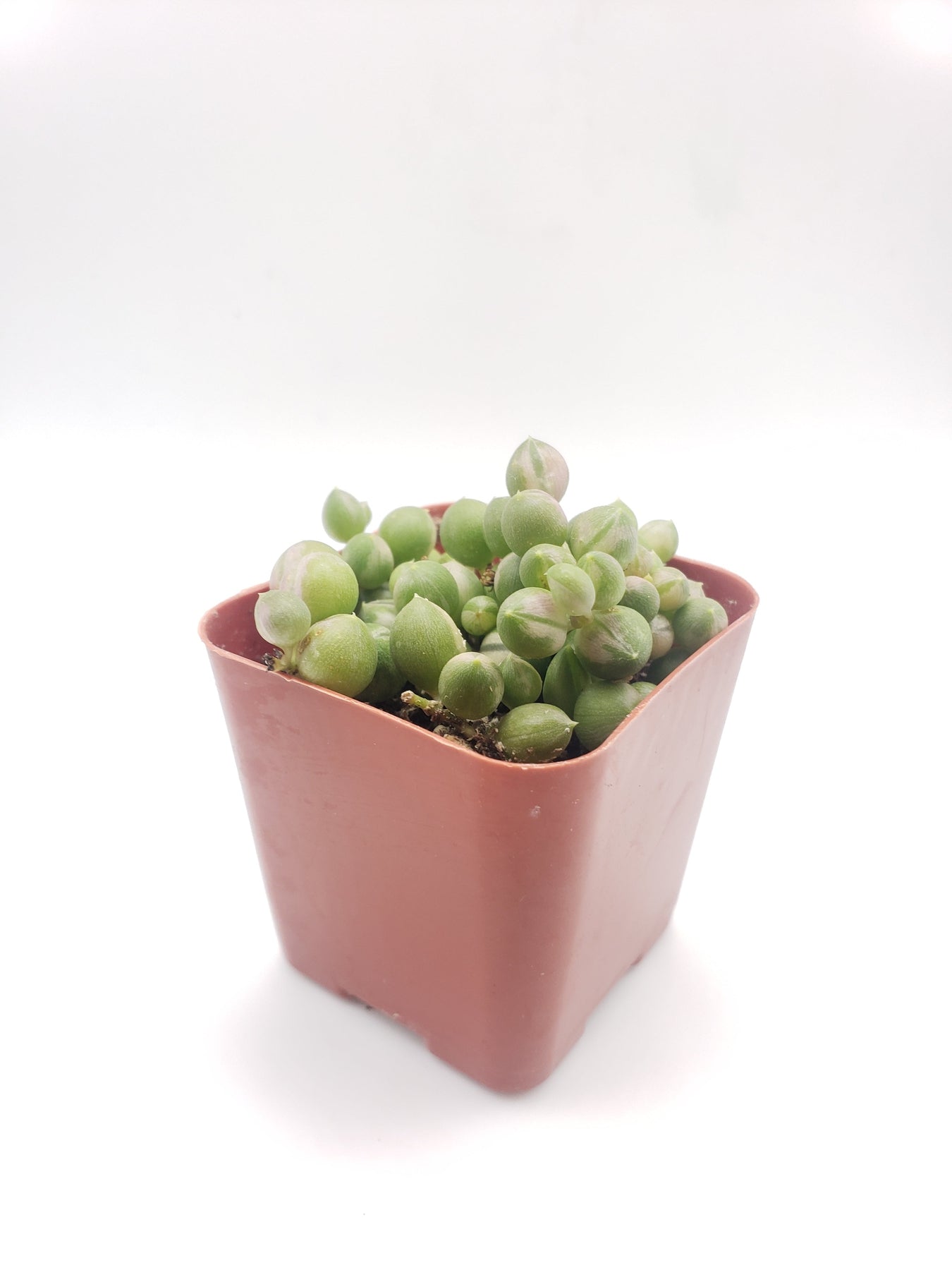 #97 Sencio Variegated String of Pearls-Succulent - Small - Exact 2in Type-The Succulent Source