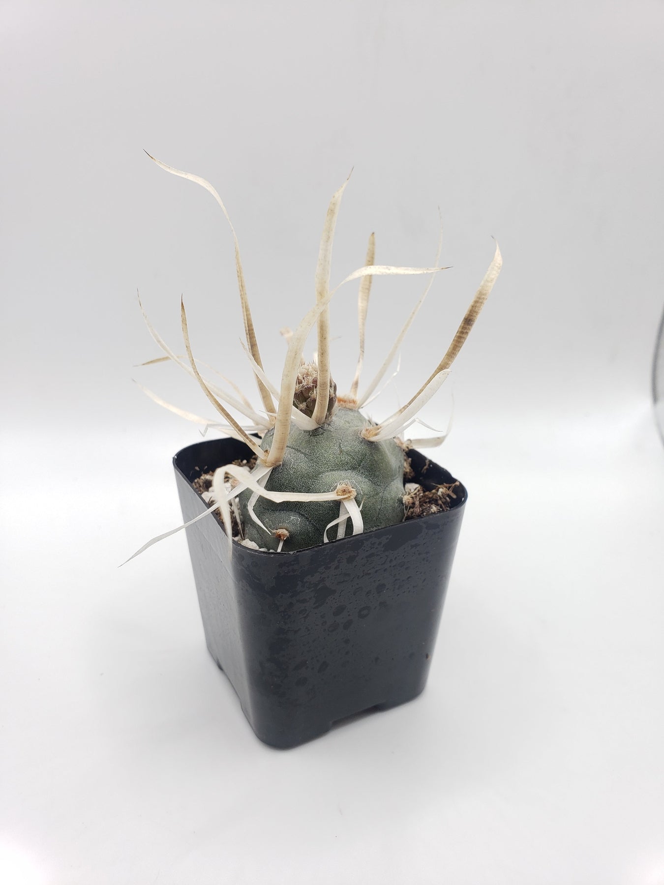 #9C Tephrocactus Articulate Paper Spine 2"-Cactus - Small - Exact Type-The Succulent Source