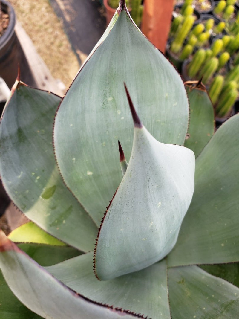 A4 Agave Celsi Nova Smooth exact 1 gallon-Succulent - Large - Exact-The Succulent Source