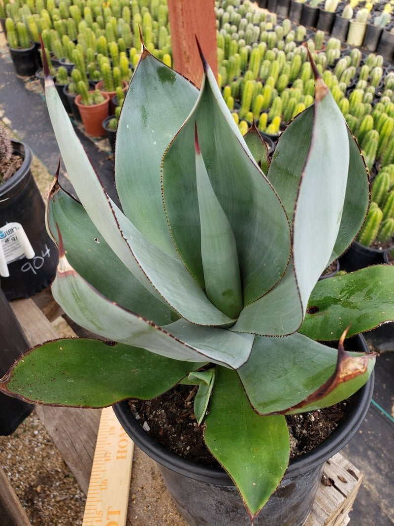 A4 Agave Celsi Nova Smooth exact 1 gallon-Succulent - Large - Exact-The Succulent Source