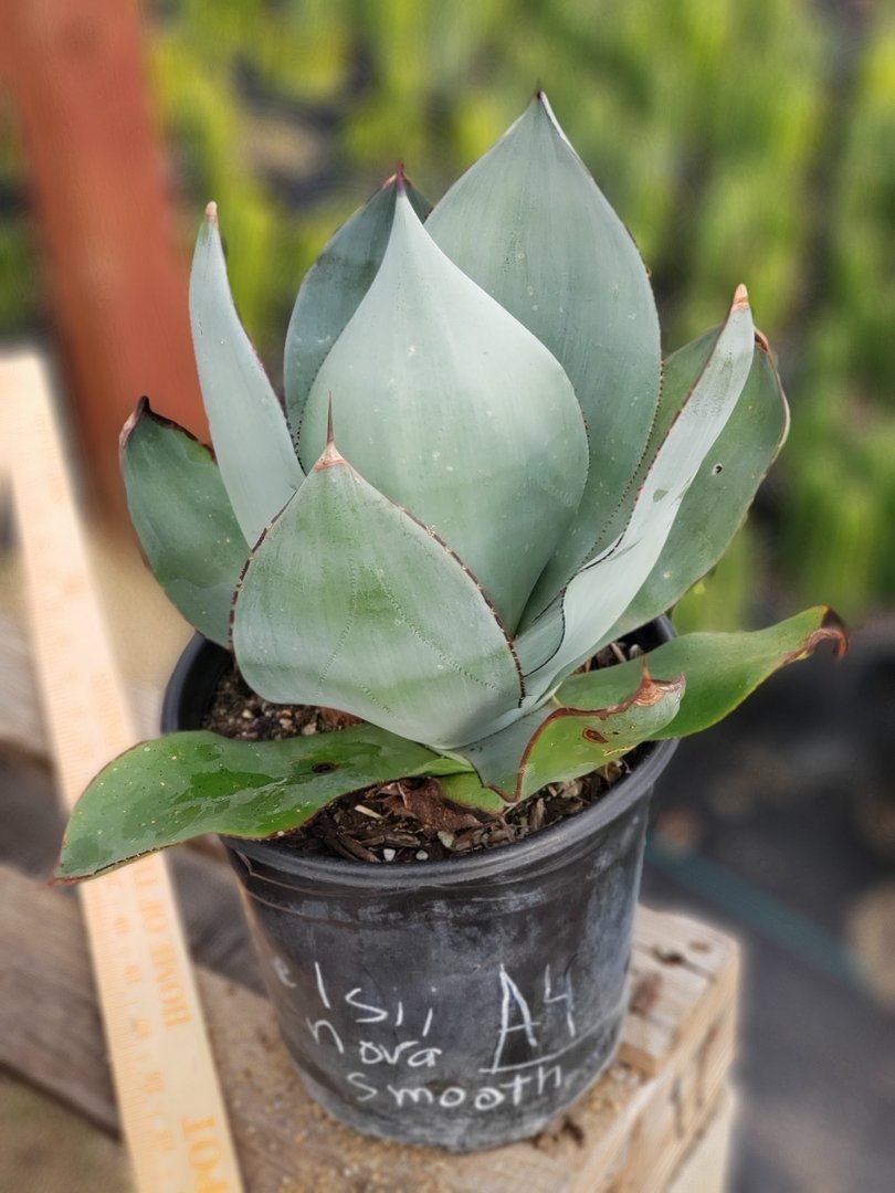 A4 Agave Celsi Nova Smooth exact 1 gallon-Succulent - Large - Exact-The Succulent Source