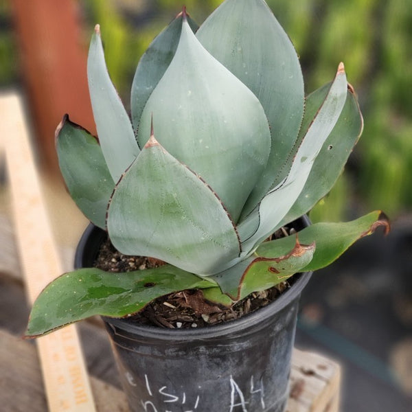 【極上レア株】特大！Agave Celsii Nova ノバ美株①アガベ　根付き Agave 'Celsii Nova' – DesertScapeSucculent