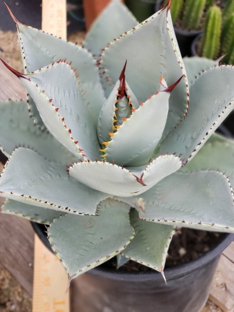 A3 Agave Dragon Toes exact 1 gallon-Succulent - Large - Exact-The Succulent Source