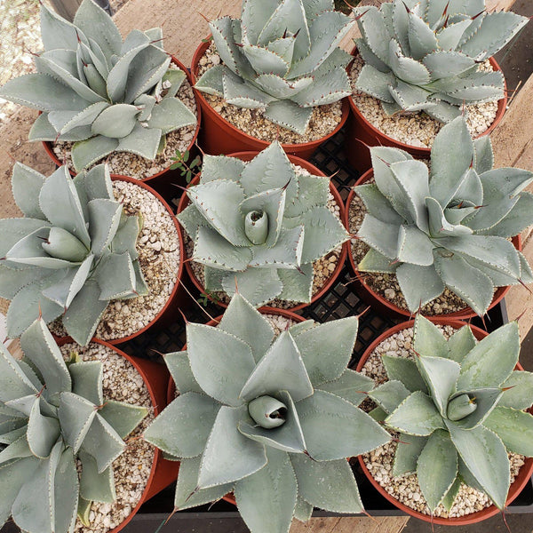 Agave Dragon Toes in 6