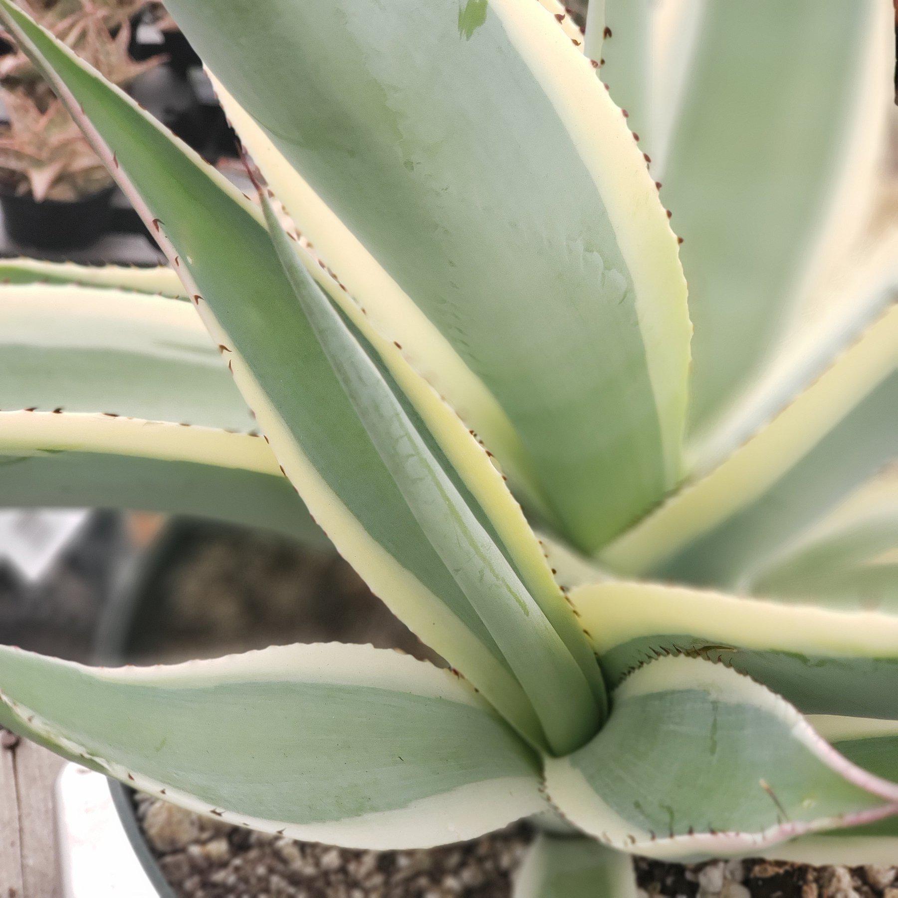 Agave Guingeola Creme Brûlée-Succulent - Large - Exact-The Succulent Source
