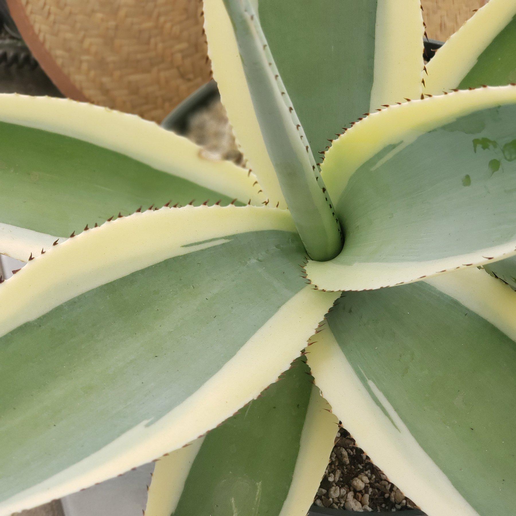 Agave Guingeola Creme Brûlée-Succulent - Large - Exact-The Succulent Source