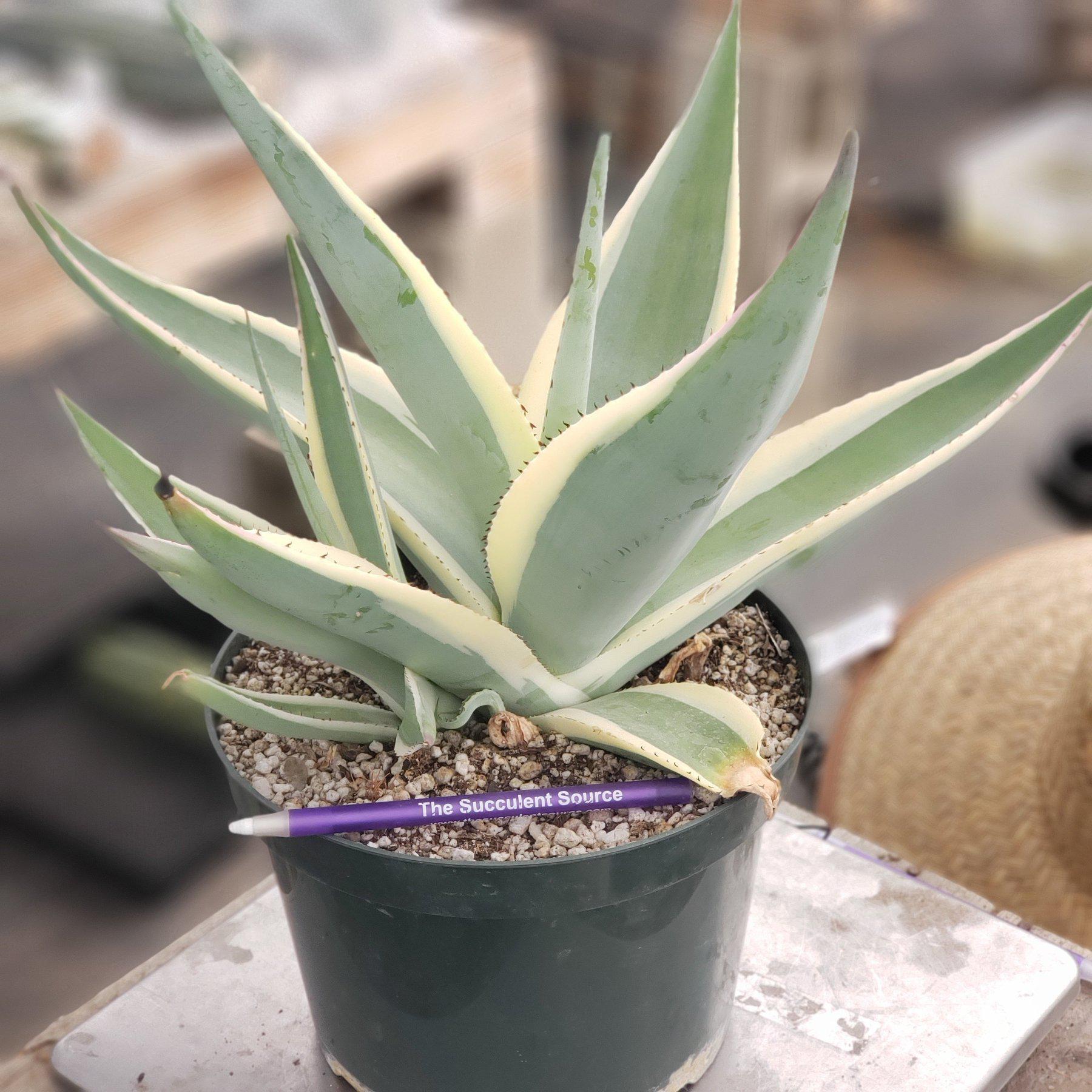 Agave Guingeola Creme Brûlée-Succulent - Large - Exact-The Succulent Source