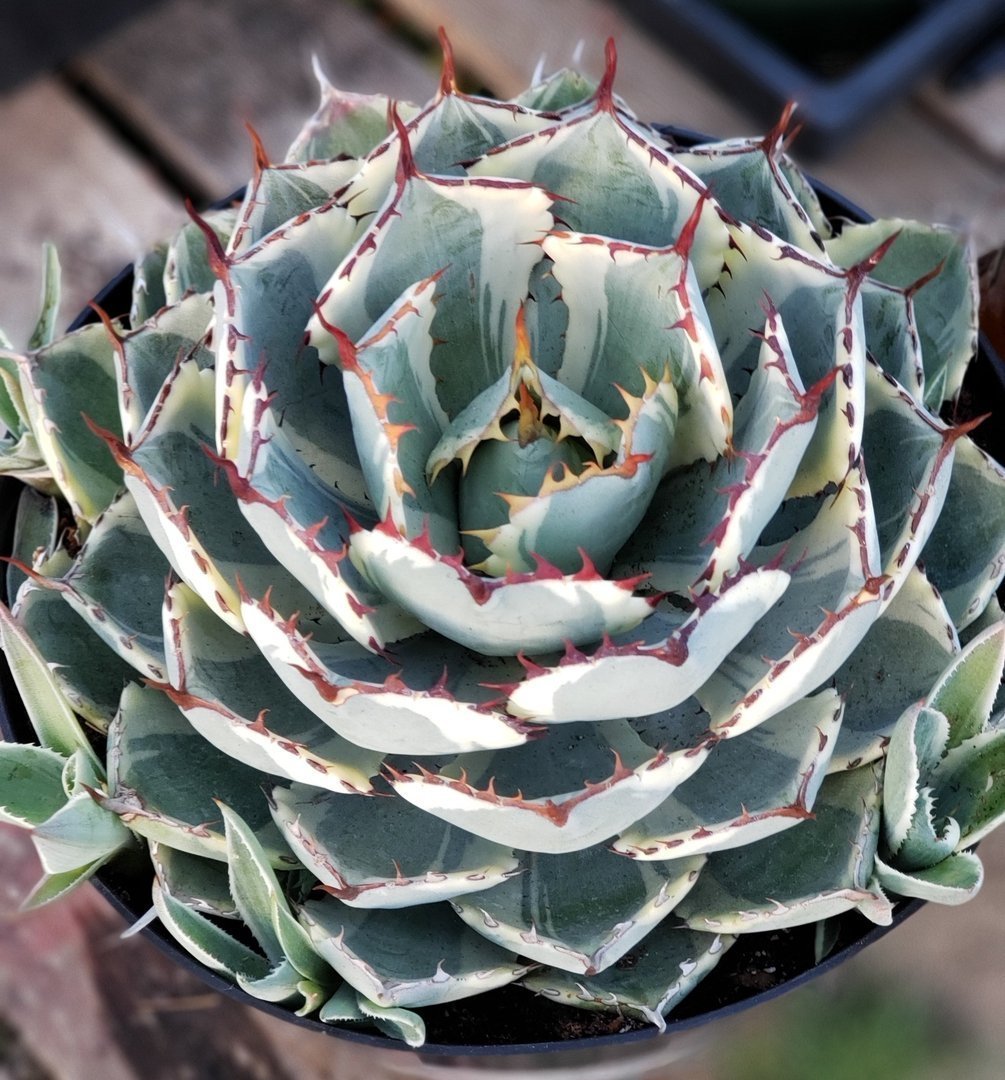 Exact Agave Kisso Kan in 8" container-Succulent - Large - Exact-The Succulent Source