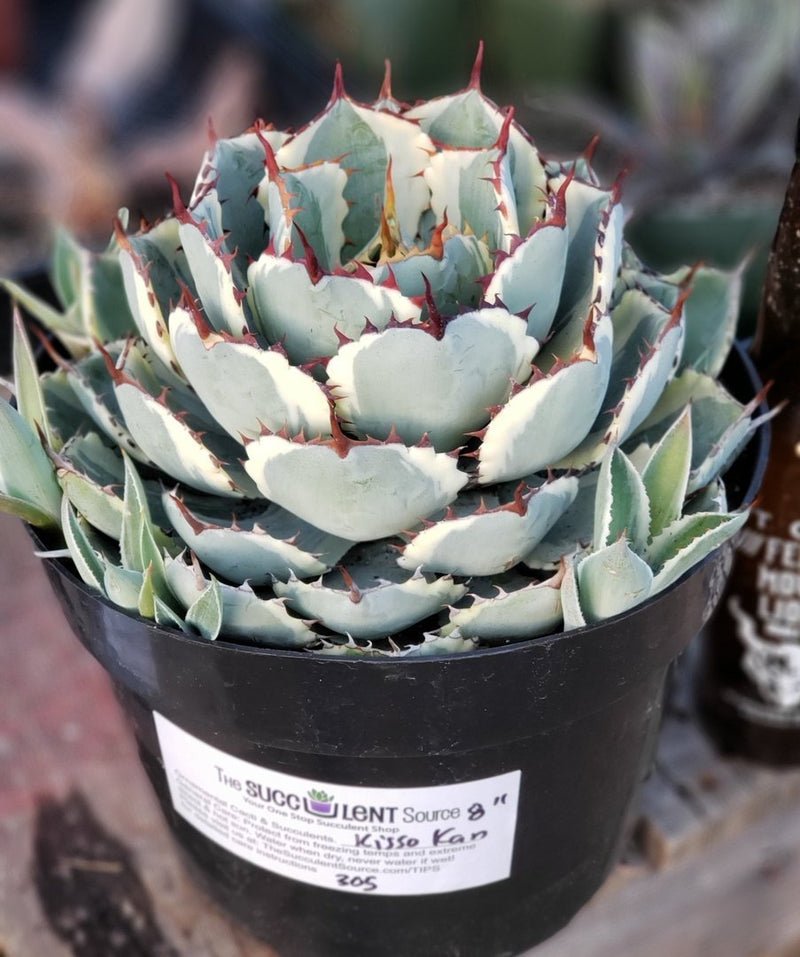 Exact Agave Kisso Kan in 8" container-Succulent - Large - Exact-The Succulent Source