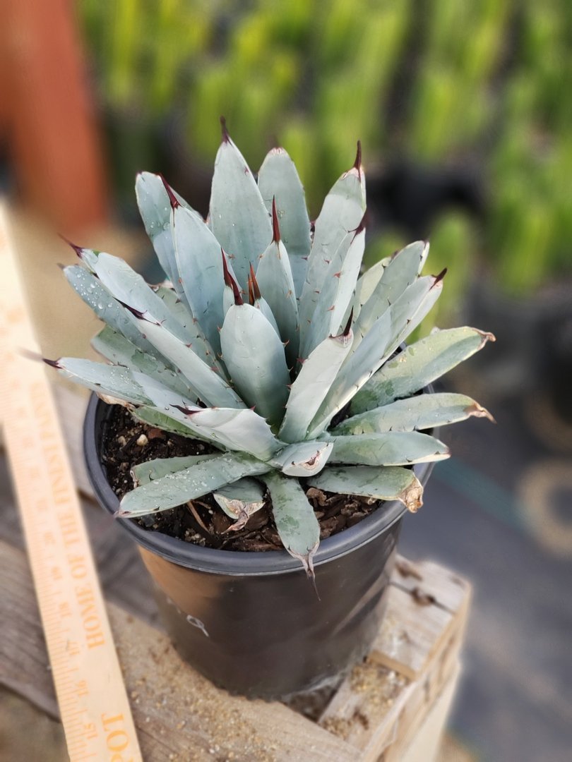A5 Agave Macroantha exact 1 gallon-Succulent - Large - Exact-The Succulent Source