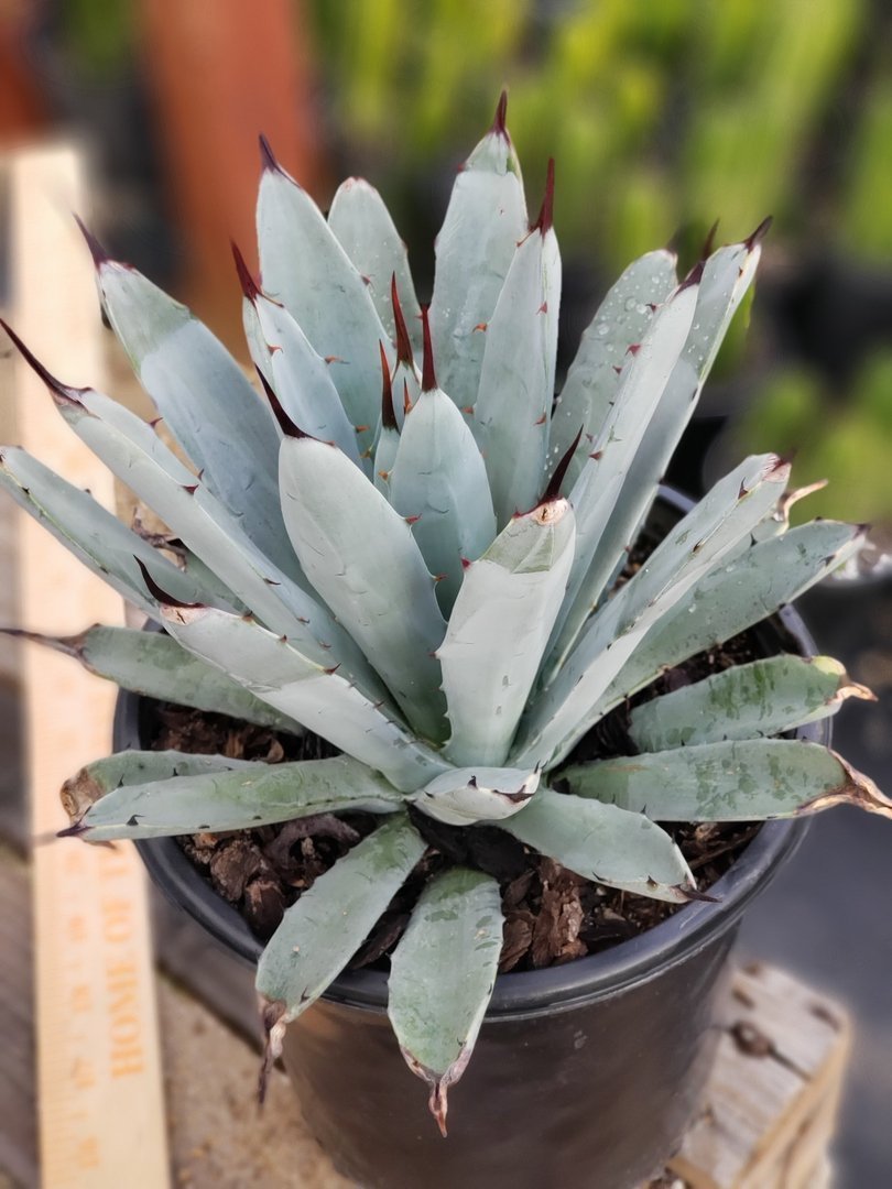 A5 Agave Macroantha exact 1 gallon-Succulent - Large - Exact-The Succulent Source