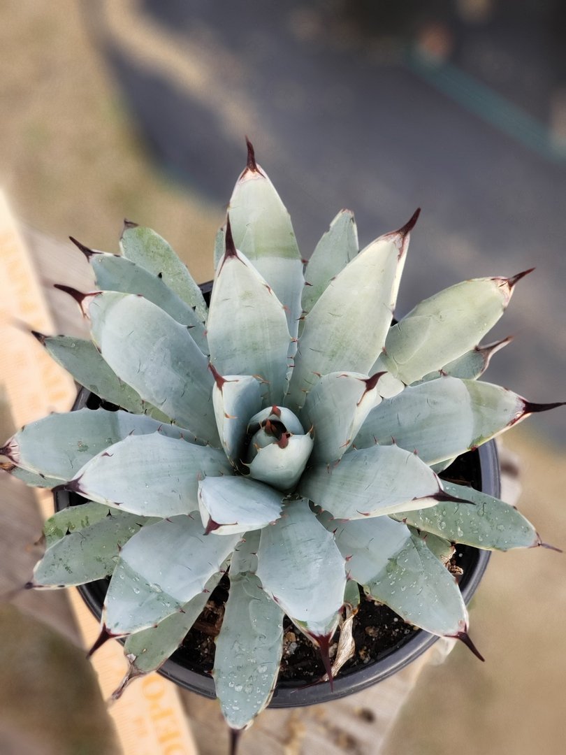A5 Agave Macroantha exact 1 gallon-Succulent - Large - Exact-The Succulent Source