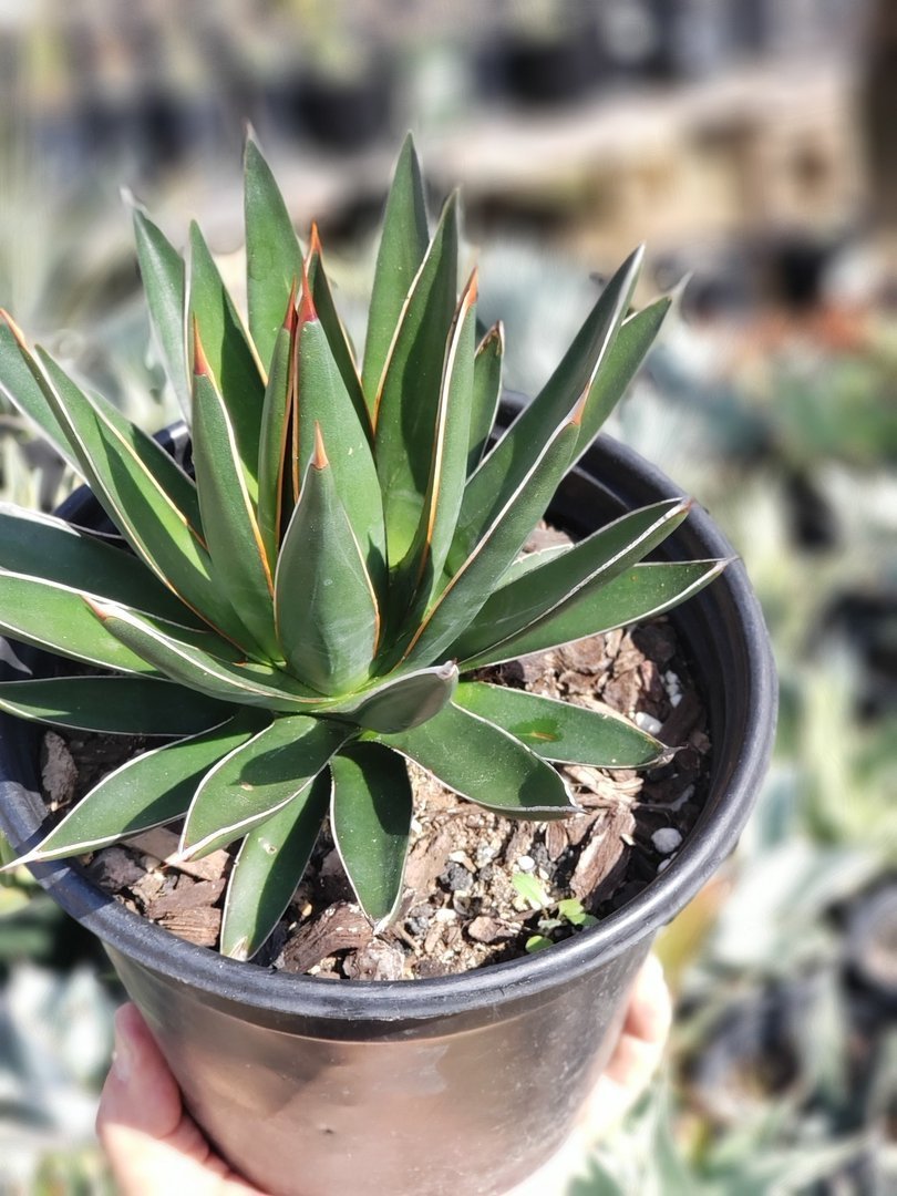 A1 Agave Ocahui exact 1 gallon-Succulent - Large - Exact-The Succulent Source