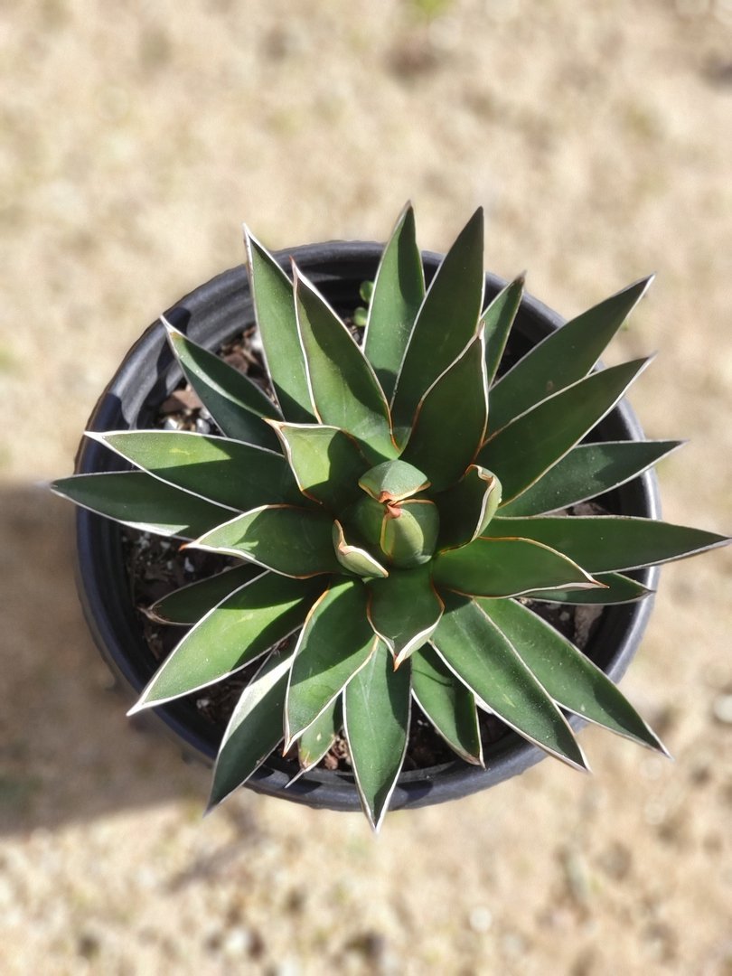 A1 Agave Ocahui exact 1 gallon-Succulent - Large - Exact-The Succulent Source