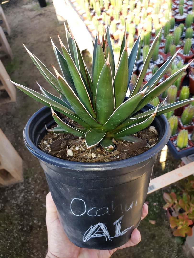 A1 Agave Ocahui exact 1 gallon-Succulent - Large - Exact-The Succulent Source