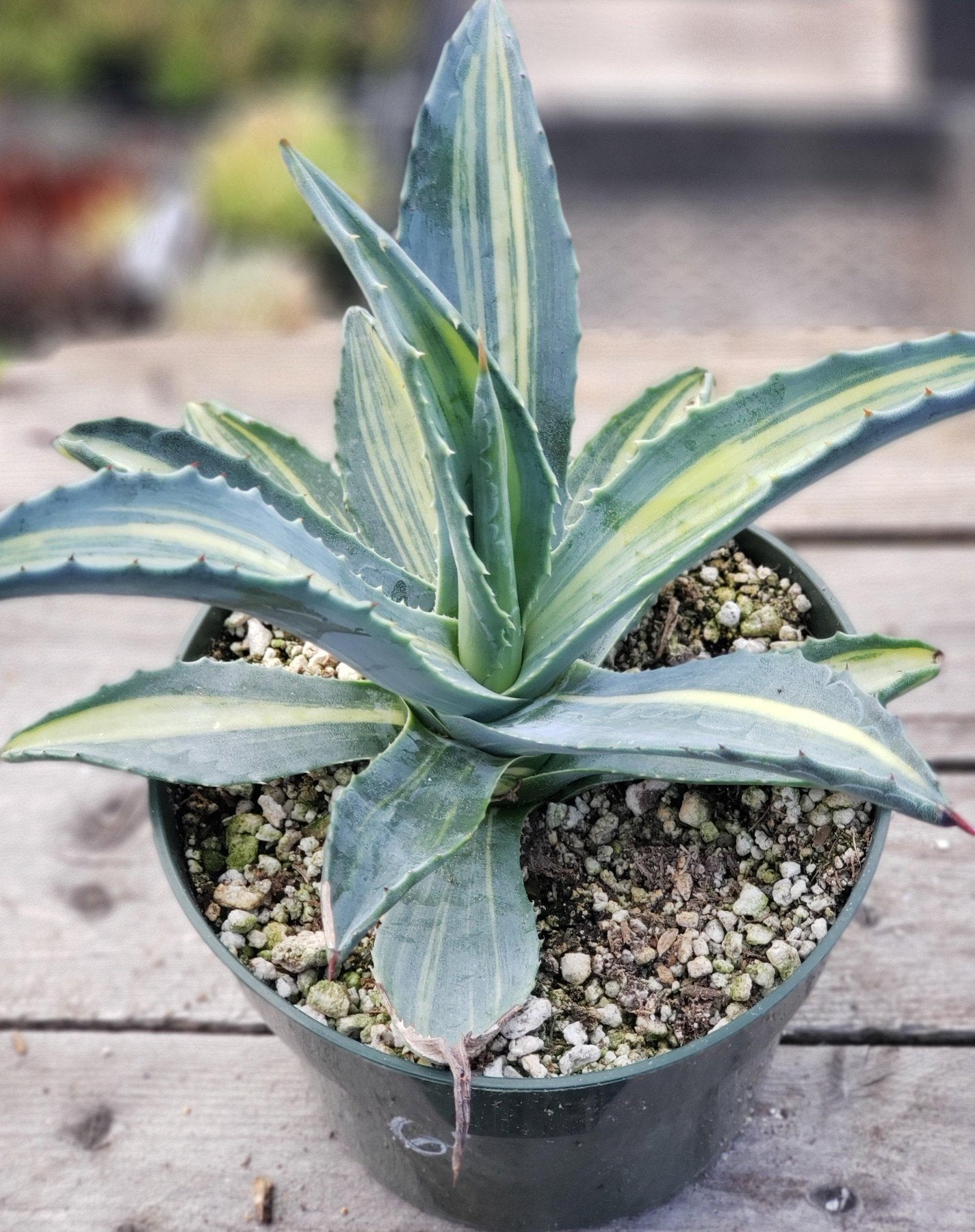 Agave Striata-Succulent - Large - Exact-The Succulent Source