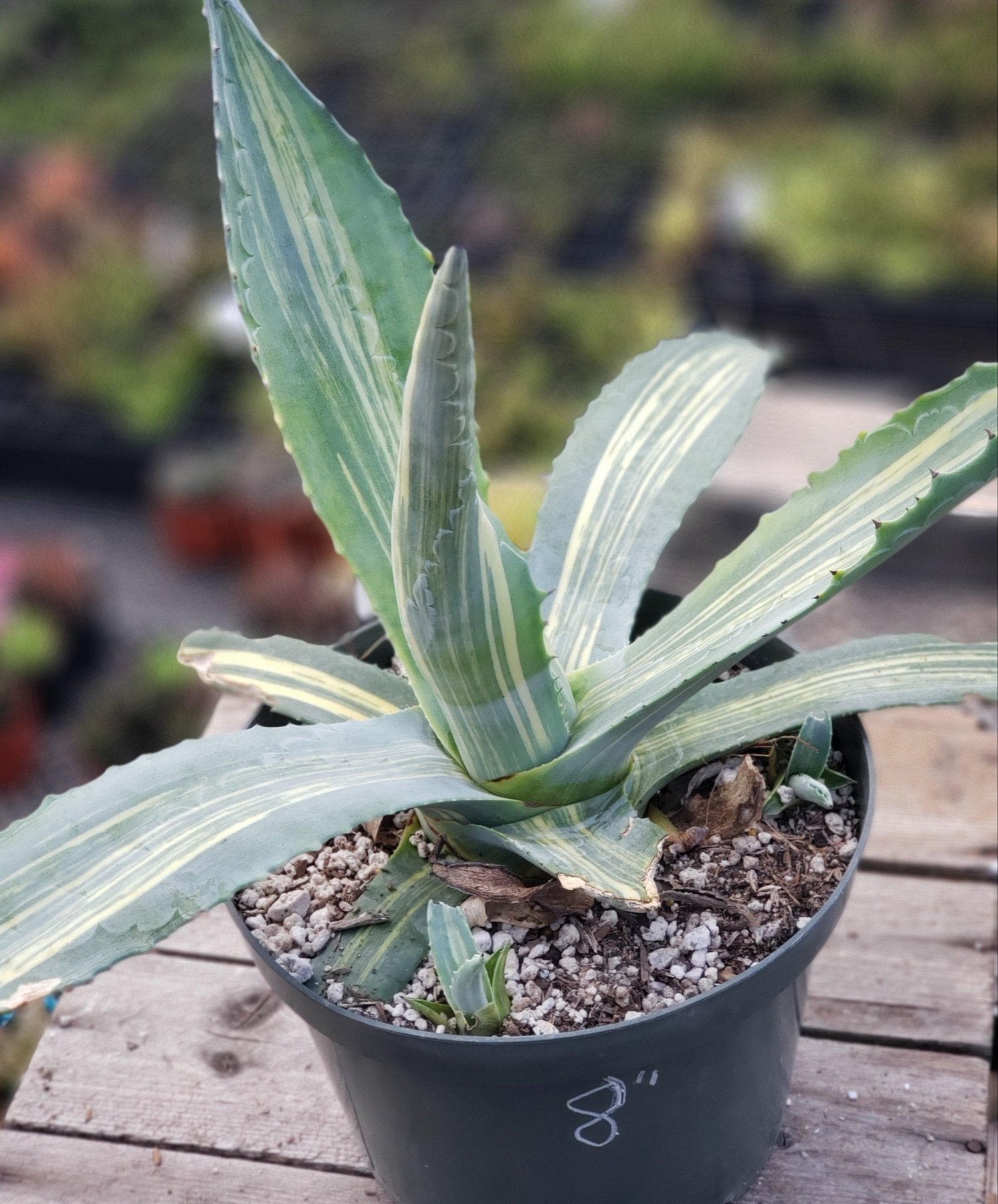 Agave Striata-Succulent - Large - Exact-The Succulent Source