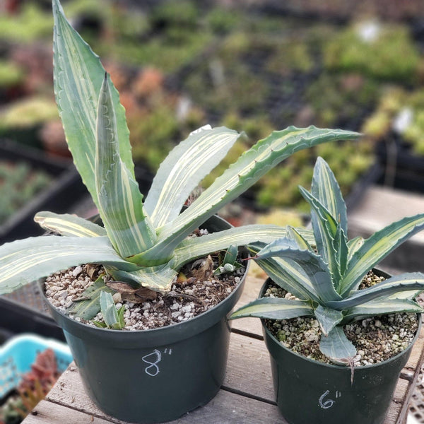 Agave Striata