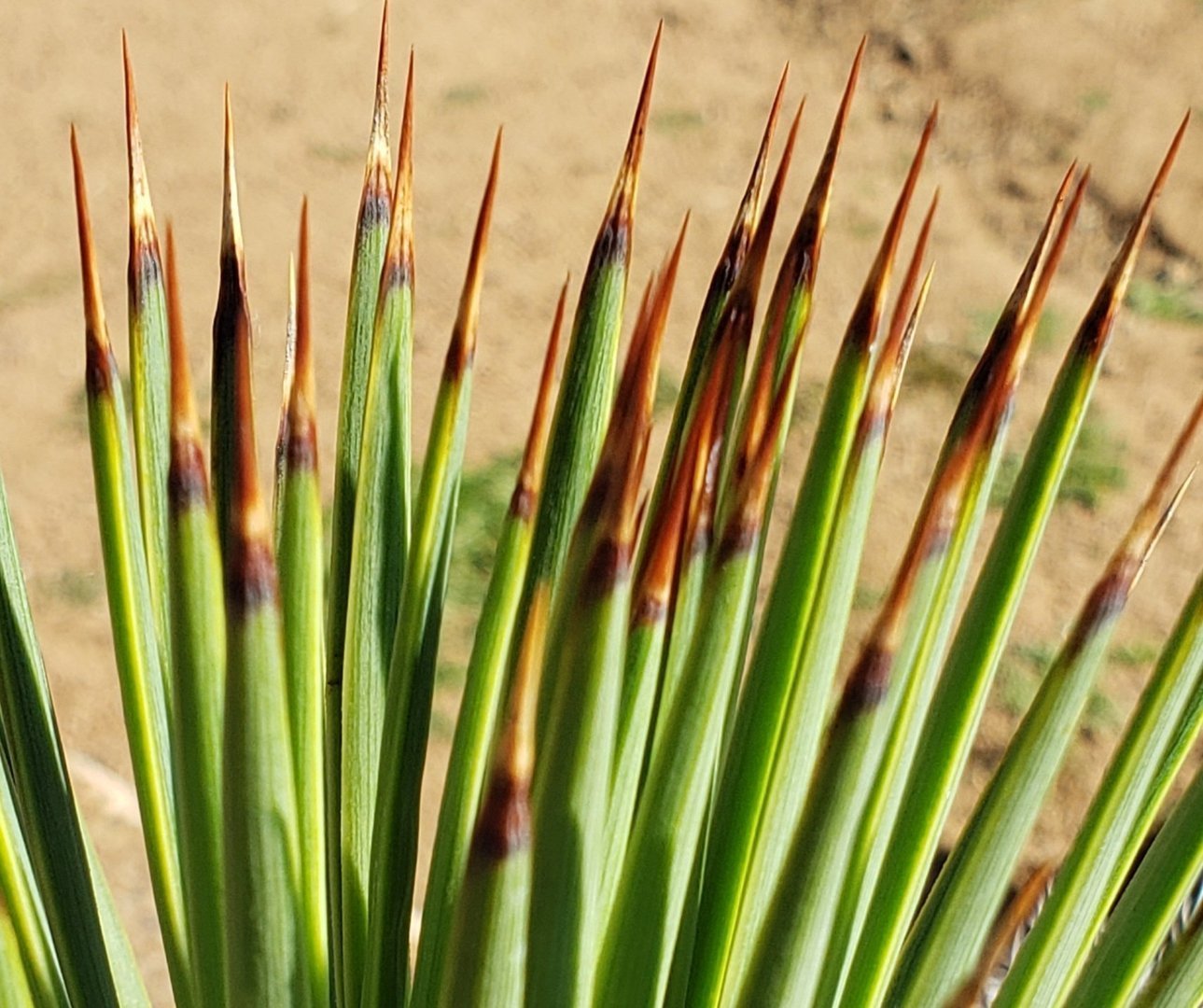 Agave Stricta