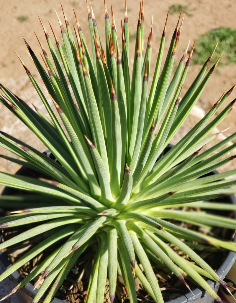 A11 Agave Stricta exact 1 gallon-Succulent - Large - Exact-The Succulent Source