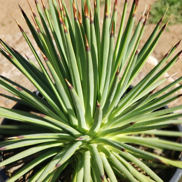 Agave Stricta