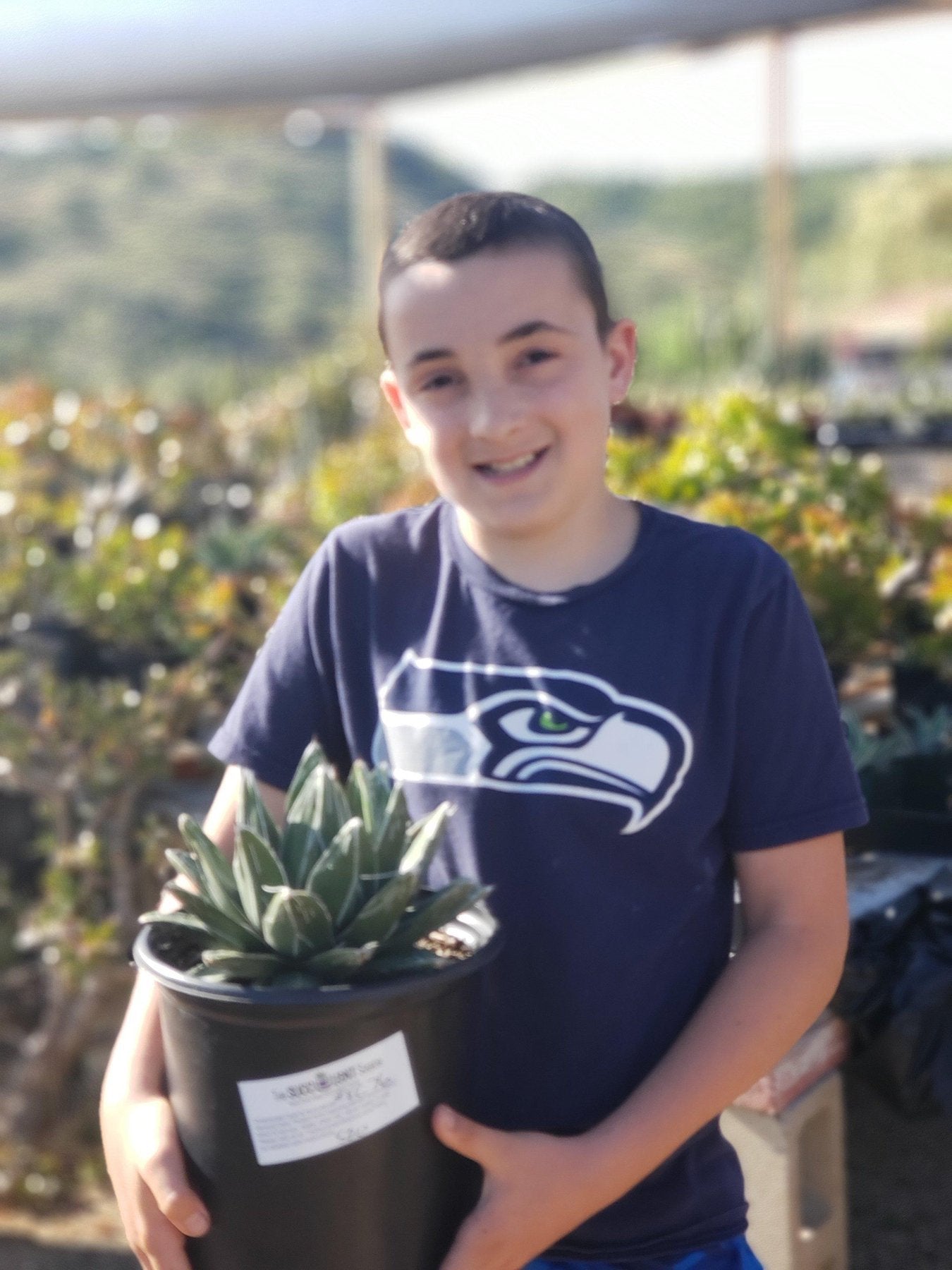 Agave Variegated Victoria Reginae-Succulent - Large - Exact-The Succulent Source