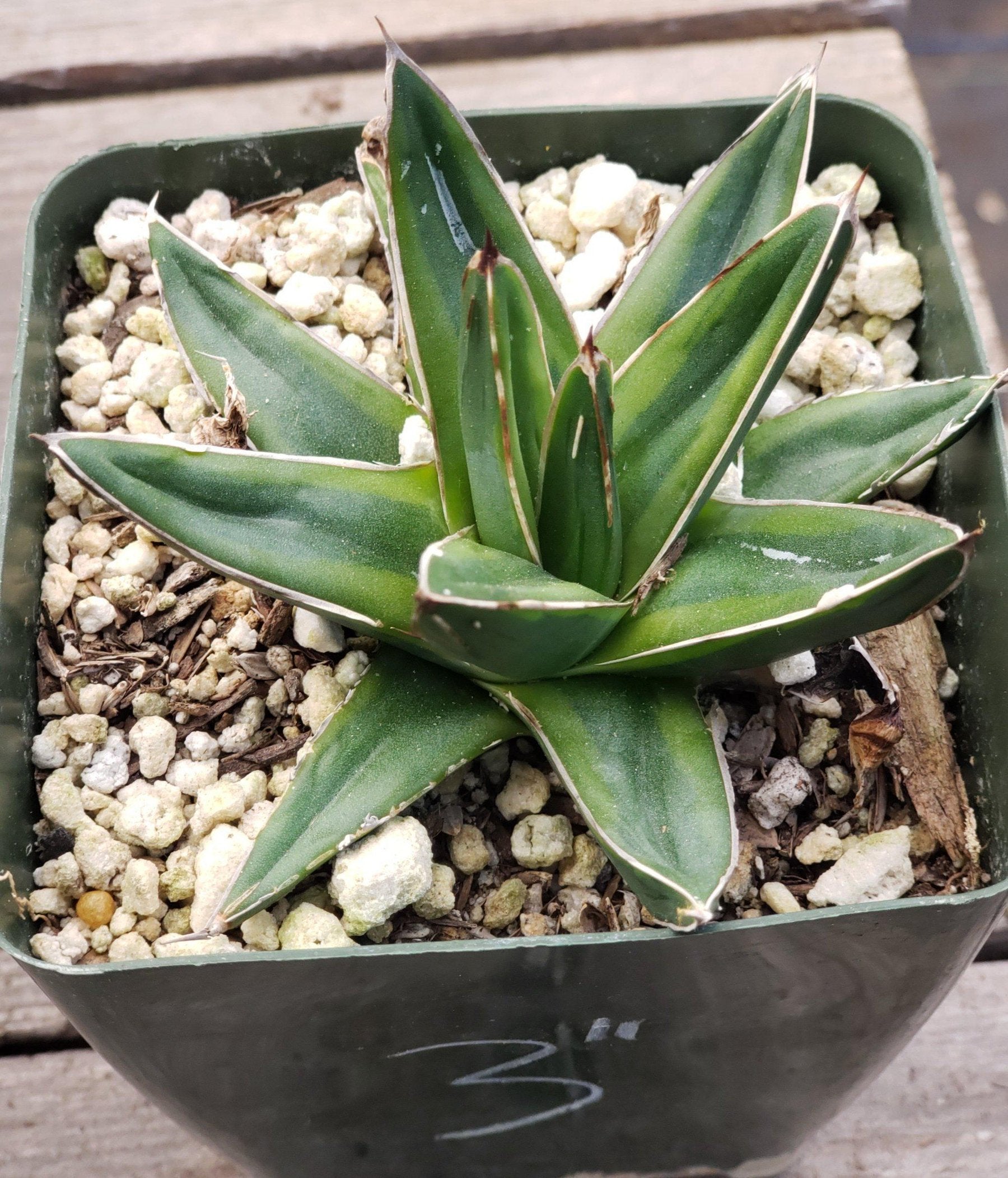 Agave Variegated Victoria Reginae-Succulent - Large - Exact-The Succulent Source