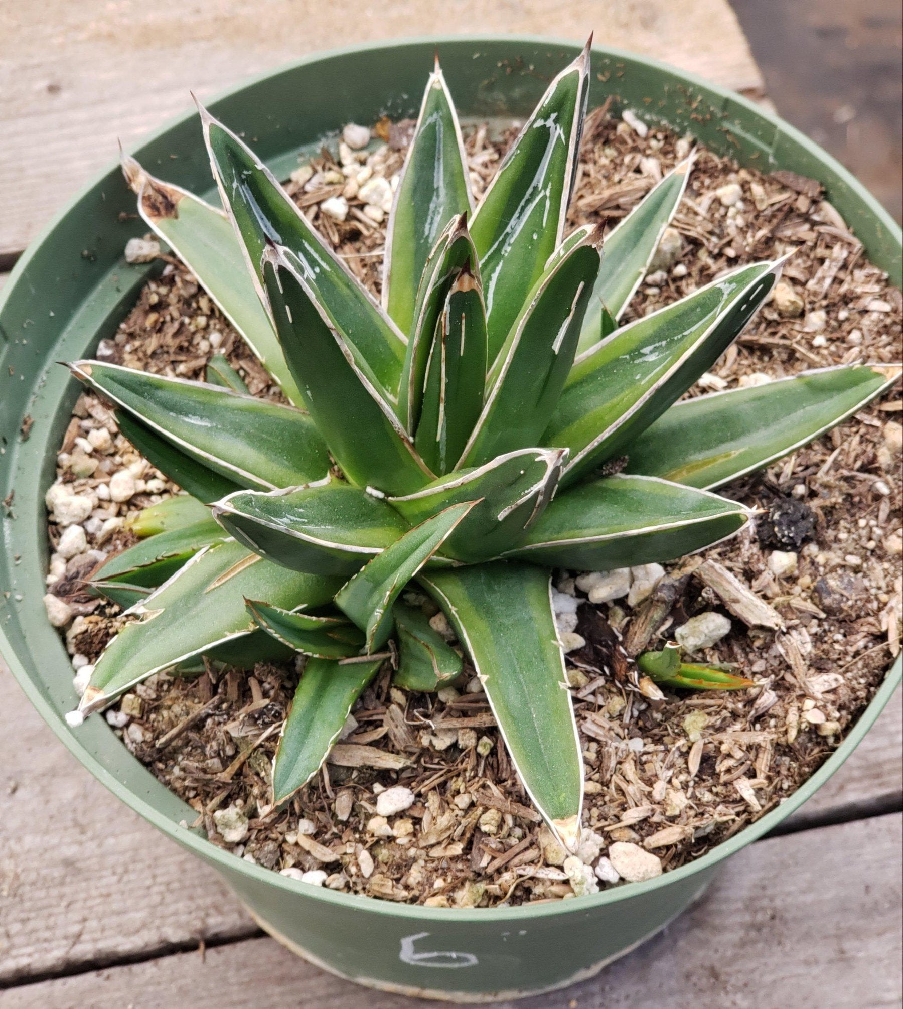 Agave Variegated Victoria Reginae-Succulent - Large - Exact-The Succulent Source