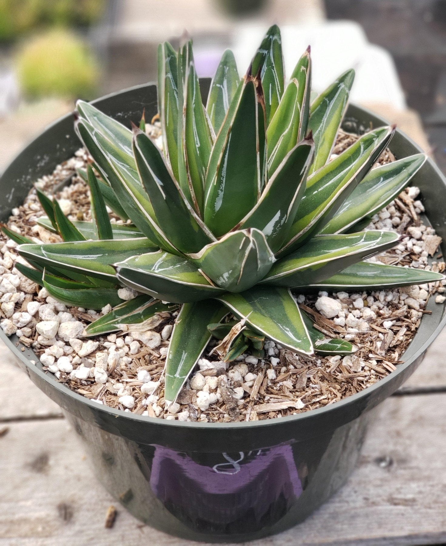 Agave Variegated Victoria Reginae-Succulent - Large - Exact-The Succulent Source