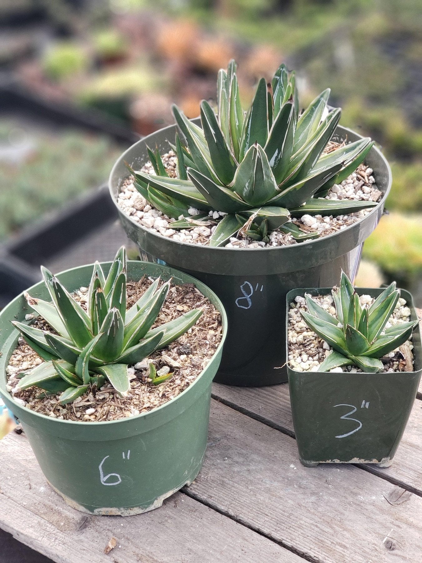 Agave Variegated Victoria Reginae-Succulent - Large - Exact-The Succulent Source