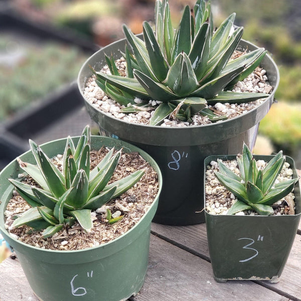 Agave-Variegated-Victoria-