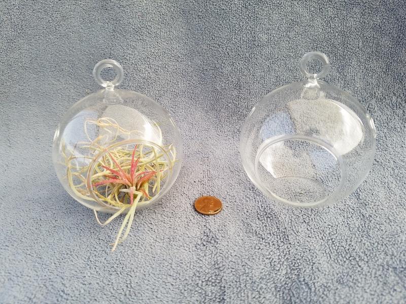 Air Plant Accessories-Air Plant-The Succulent Source