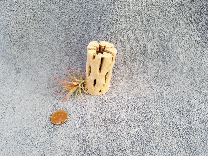 Air Plant Accessories-Air Plant-The Succulent Source